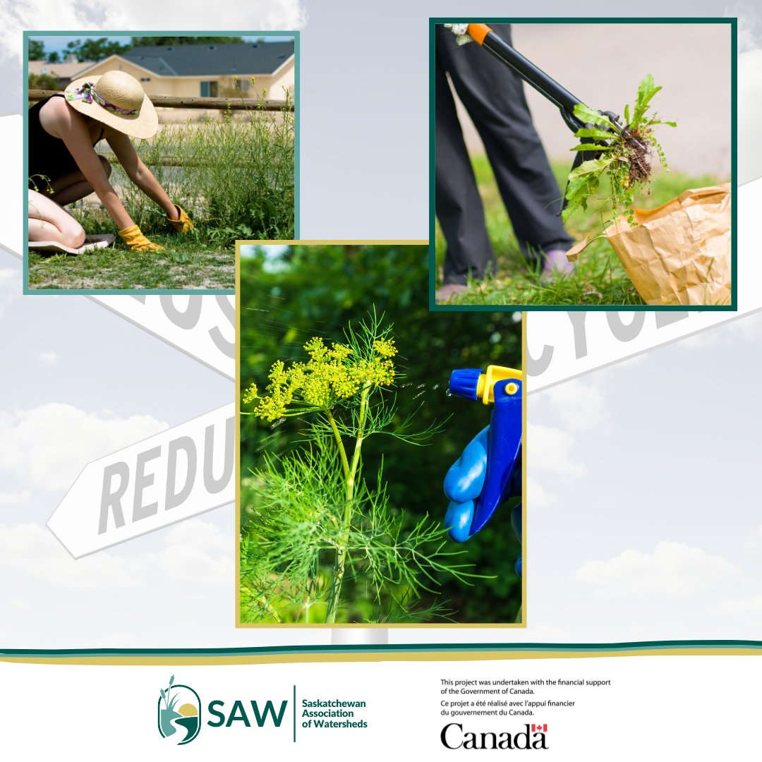 Pesticides and herbicides don’t just target pests – they can pollute soil, water and air, harming beneficial insects, wildlife and even us! Limiting their use, or going natural when you can, helps keep ecosystems balanced and waterways clean.

#PollutionPrevention