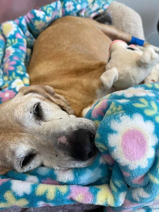 DogLovers03's tweet image. Our baby is going through hard times pray for his speedy recovery❤