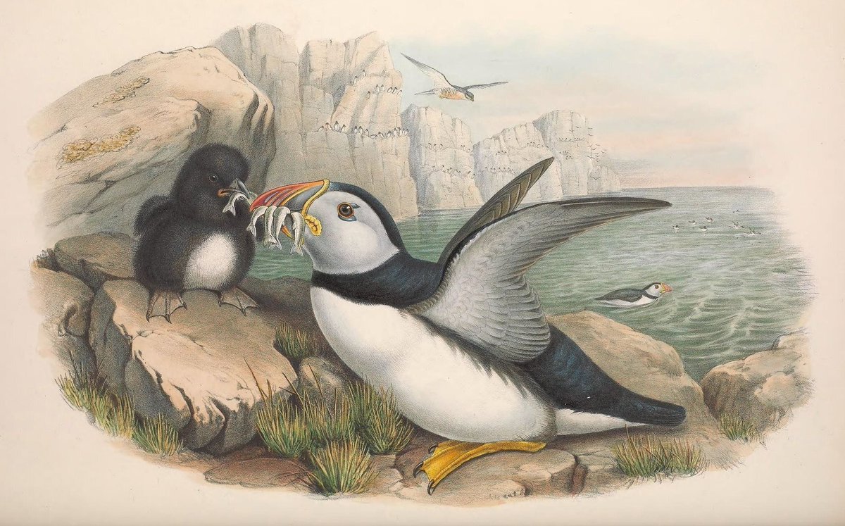 BioDivLibrary's tweet image. 💚 Just 2 days to go until #GivingTuesday! 🌿 BHL must transition to independence by 1 January 2026 – your gift can help #GiveBHLWings and keep biodiversity knowledge open and free. 🧪 📖 🌏 🐟  #BHLTransition #ILoveBHL #OpenAccess 
🔗 ancrywkv.donorsupport.co/page/GiveBHLWi…