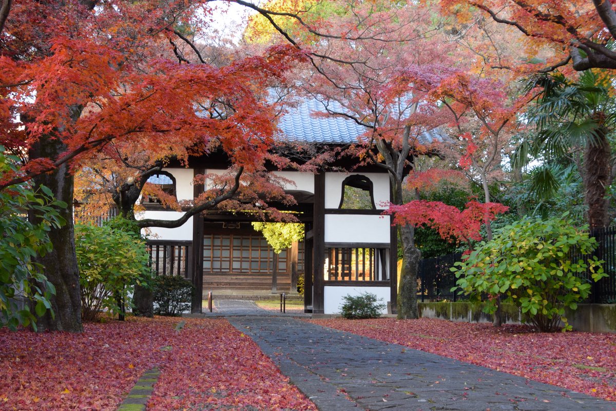 fufu208fufu's tweet photo. 去年も来たけど🍁
ここのもみじ🍁正面が紅くならないんだよね。
あの子の👧ママも言ってた📷
なので横の方から📷 https://t.co/sMBLwsMVKi