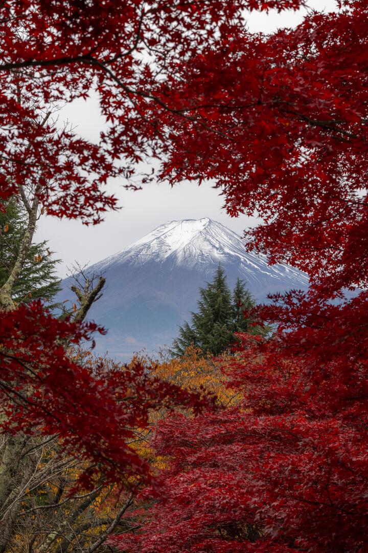 DocAtCDI's tweet image. Enjoy #OurEarthPorn!
(Steal This Hashtag for your own &amp;amp; join the community of Nature Addicts! )

Mt Fuji during fall [4682x7008] [OC] 
Photo Credit: Darth_okonomiyaki 
.