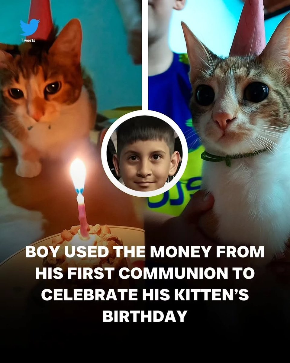 We don't deserve cats 😺 tweet media