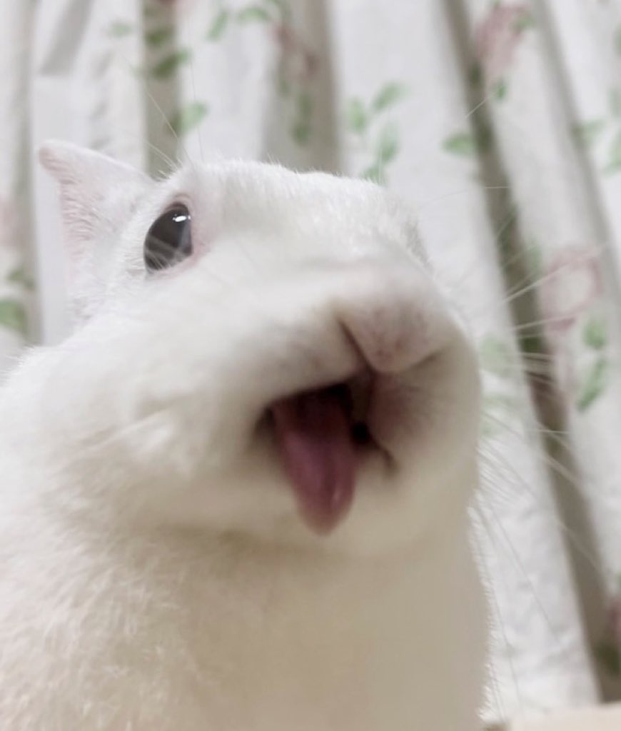 fortune rabbit【PG.CYOU】.xrwm