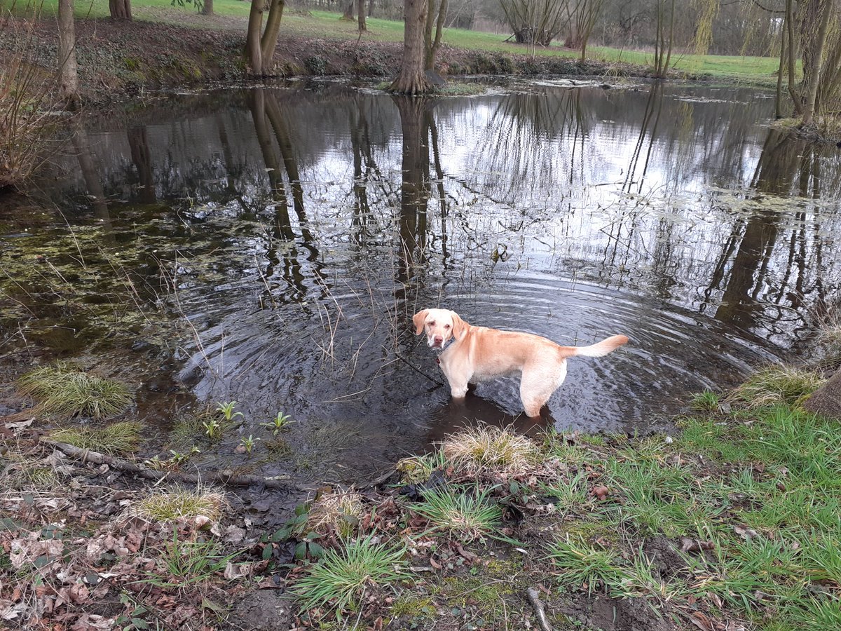 Spaziergang mit Barny und er muß natürlich ins Wasser gehen. Er liebt es
