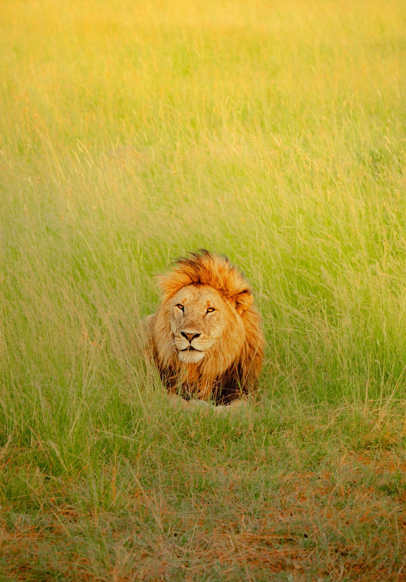 A day in Masai Mara