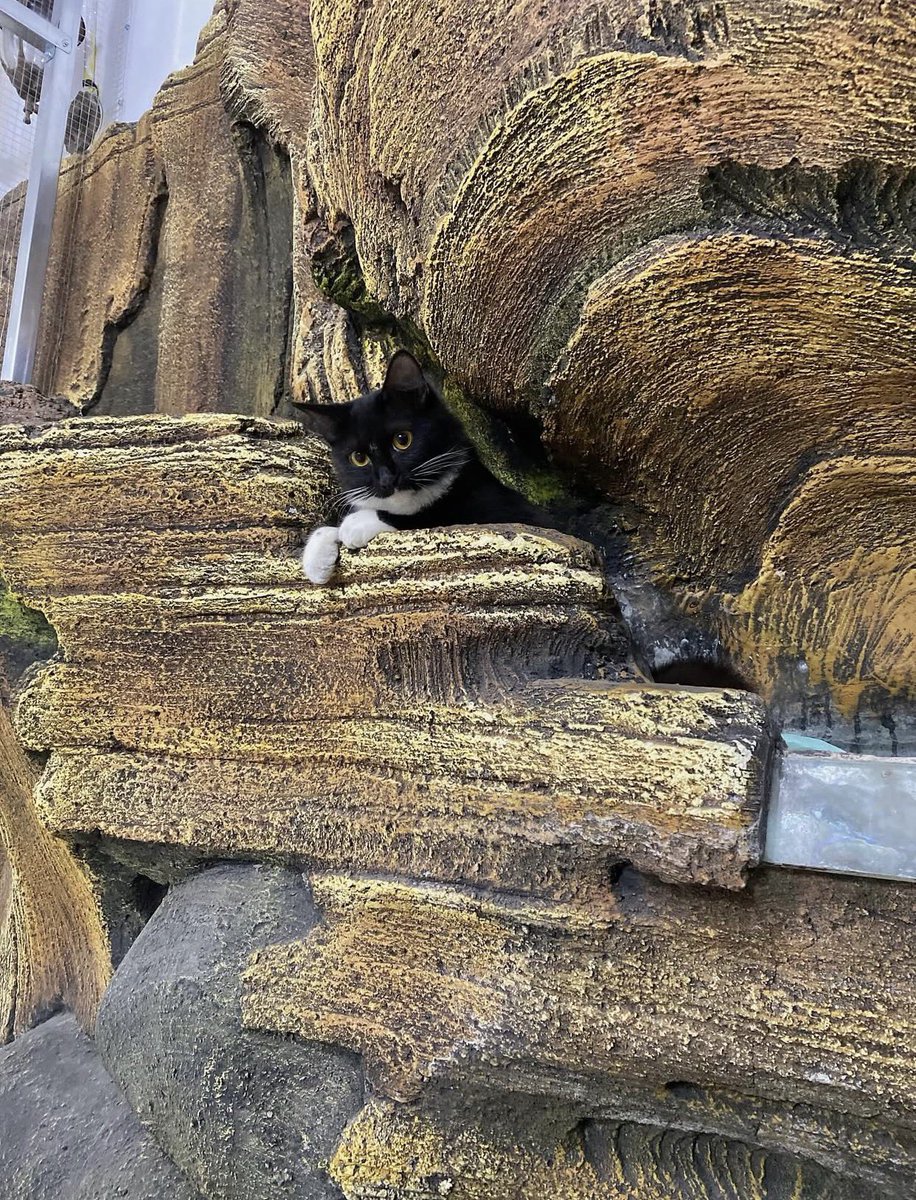 Little Wishmakers💗🪄 tweet media