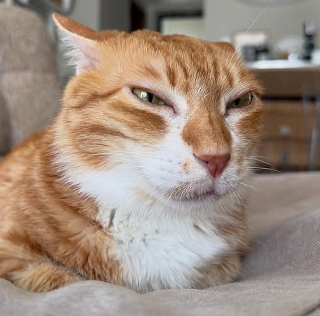 goosey👒🪿 tweet media