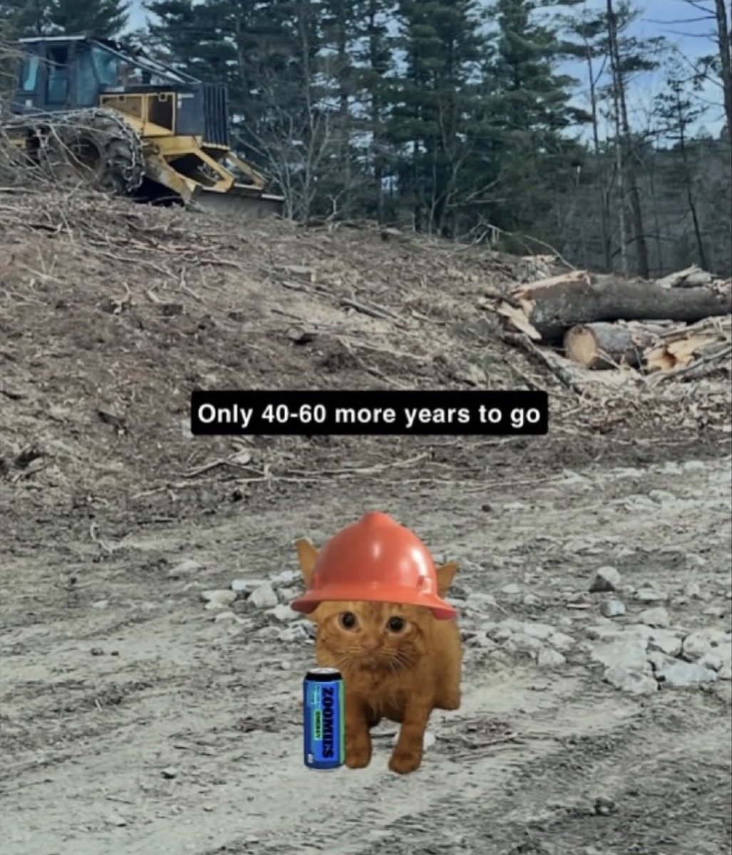 raccoon aesthetic. (@raccoonesthetic) on Twitter photo 