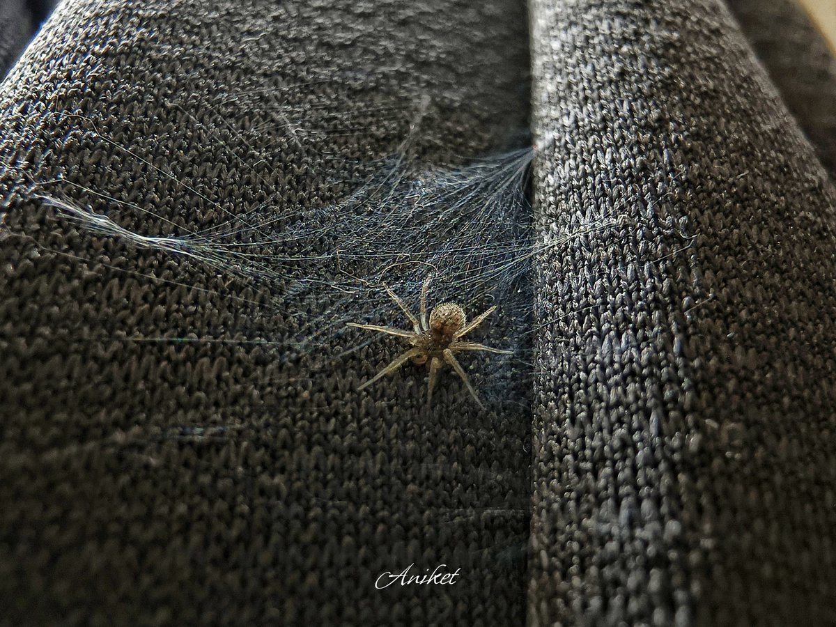 Aniket_H7's tweet image. Trapped between shadows and silver threads. 🕸️

Macro photography is 🤌
#MacroPhotography #SpiderWeb #NatureShot #TrendingNow #PhotographyLovers #InstaNature #NaturePerfection #PhotoOfTheDay #MacroMagic #NatureIsArt