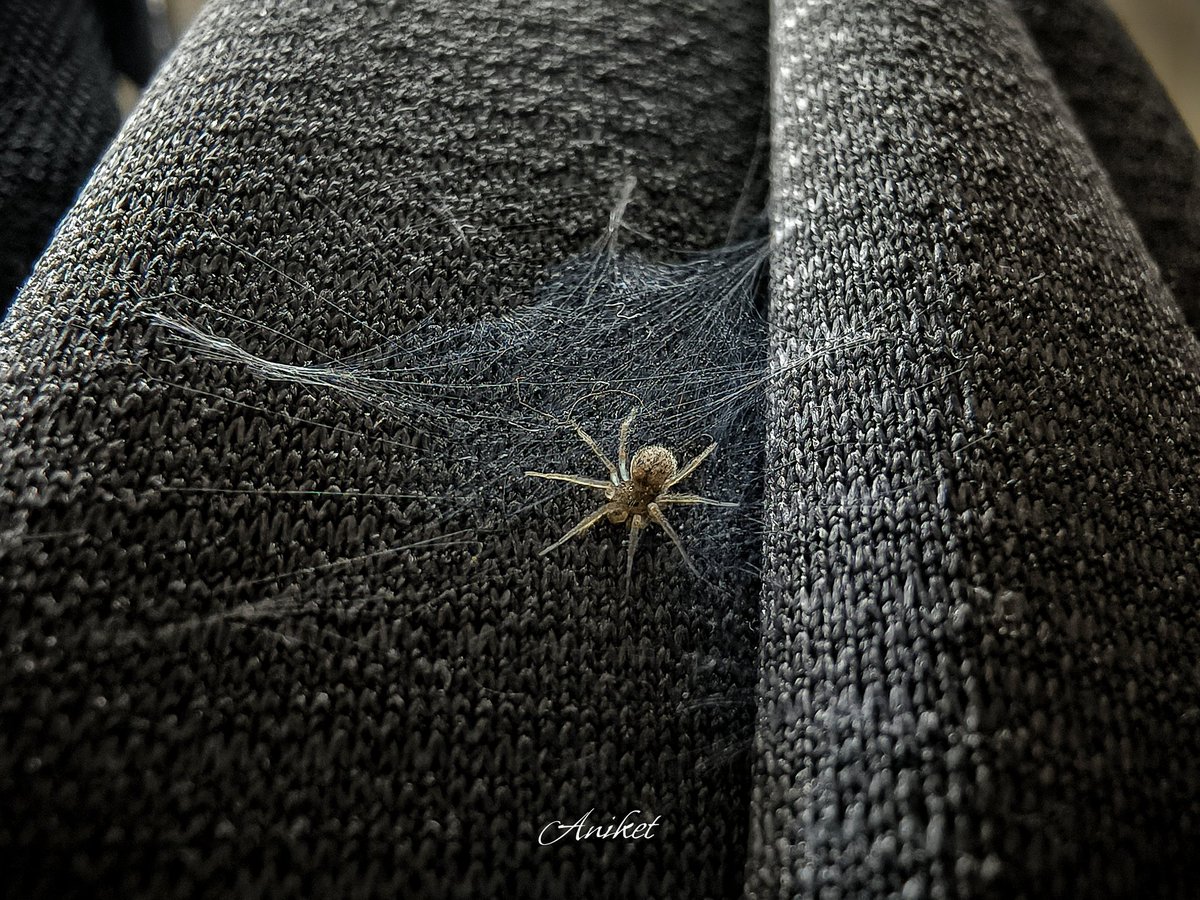 Aniket_H7's tweet image. Trapped between shadows and silver threads. 🕸️

Macro photography is 🤌
#MacroPhotography #SpiderWeb #NatureShot #TrendingNow #PhotographyLovers #InstaNature #NaturePerfection #PhotoOfTheDay #MacroMagic #NatureIsArt