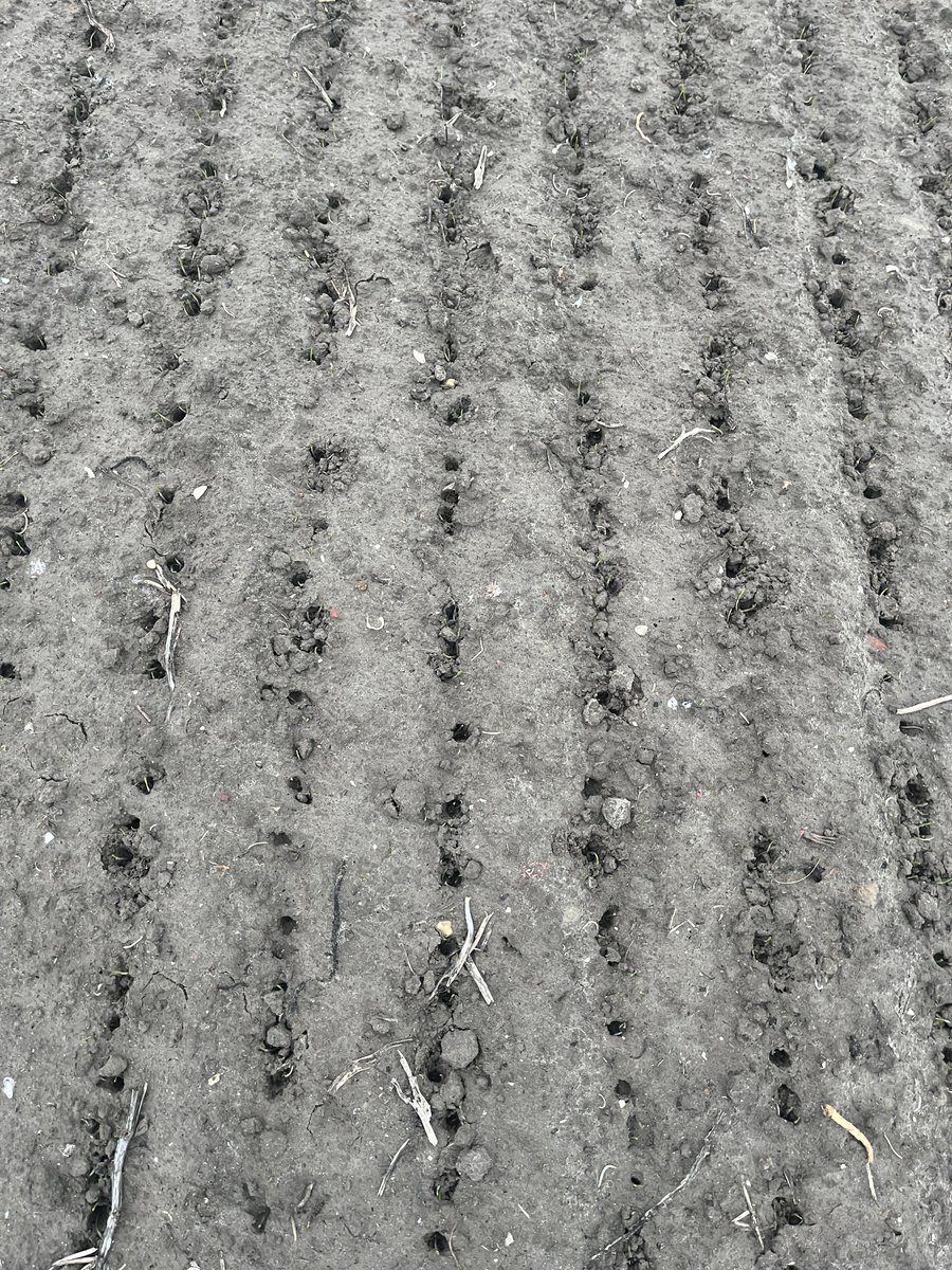 Hanko Blok tweet media