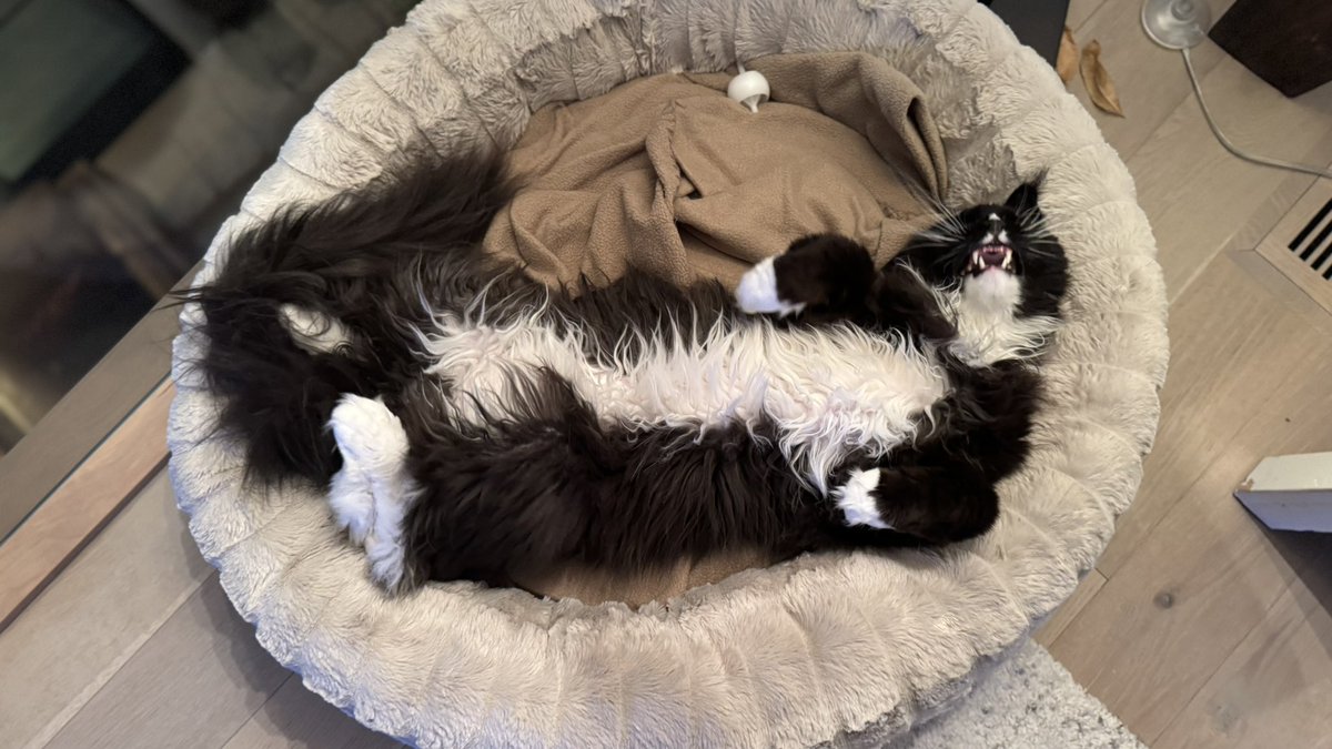 This is a medium-size basket for dogs. 
Leonardo is such a lazy cat and a sh1t disturber.