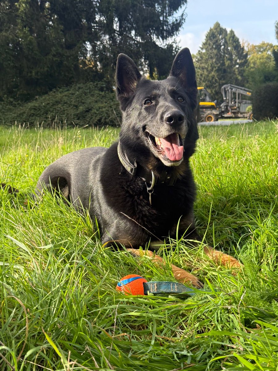 Surrey & Sussex Dogs tweet media