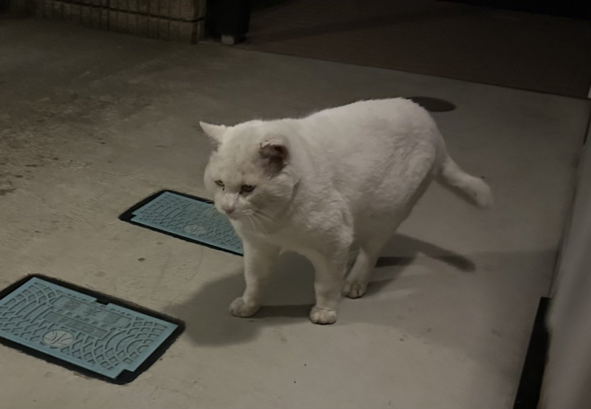 ハチ (@hacchinkitchens) / Posts / X