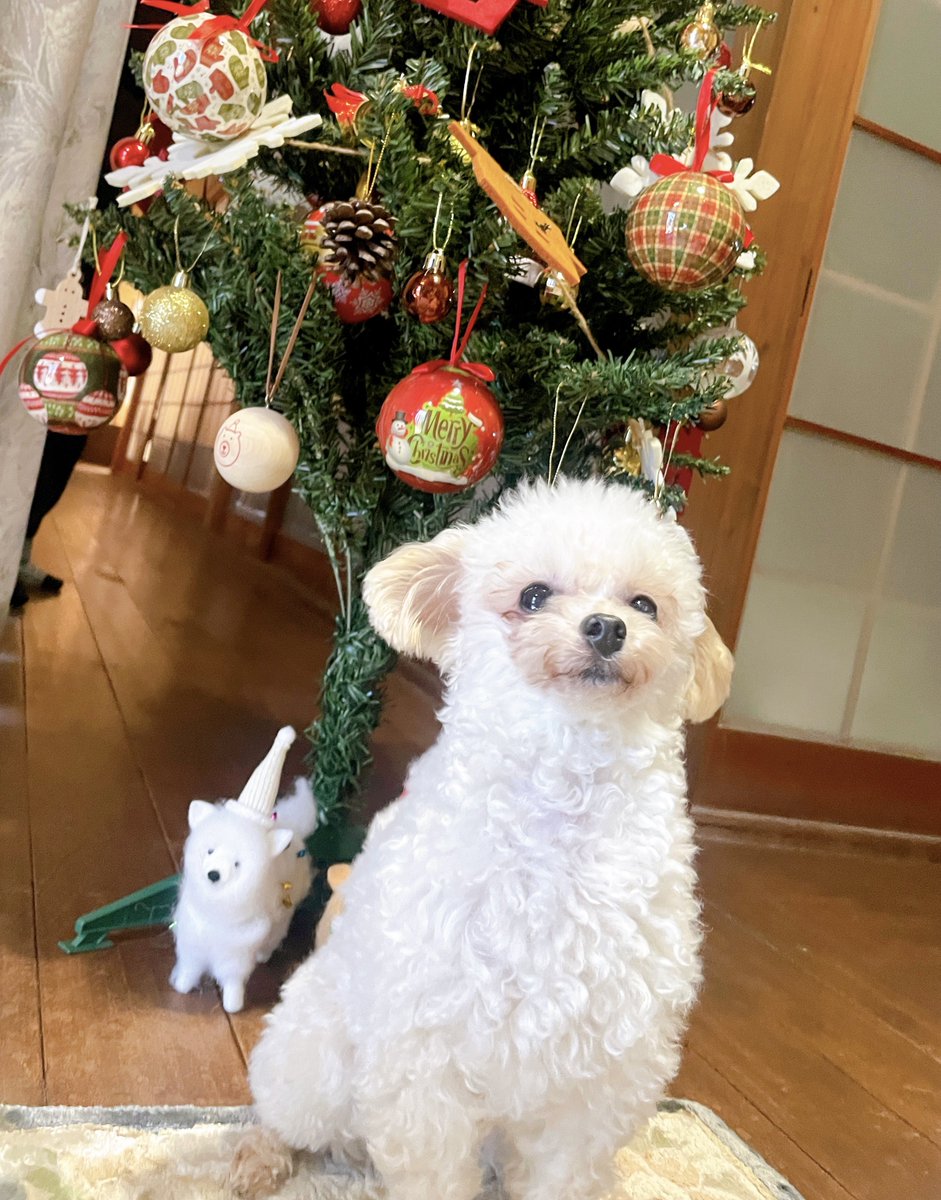 ni918co's tweet image. クリスマスツリー出し終わったら、はいはい次はイヌと写真撮るんですよね...ってポーズ決めてくれたけど全然頼んでない
