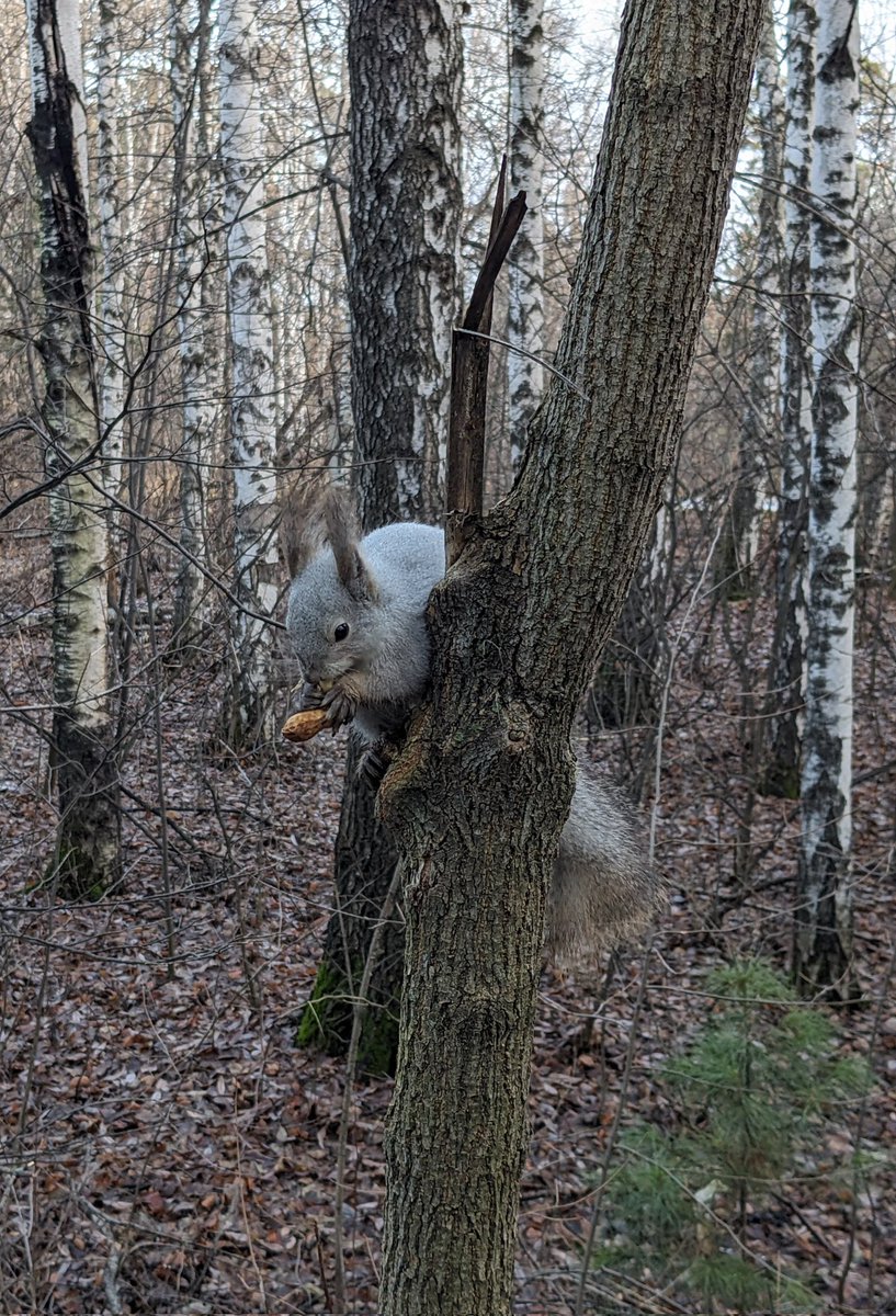 Внимание, белка сидит на дереве и точит арахис. Спасибо за внимание!