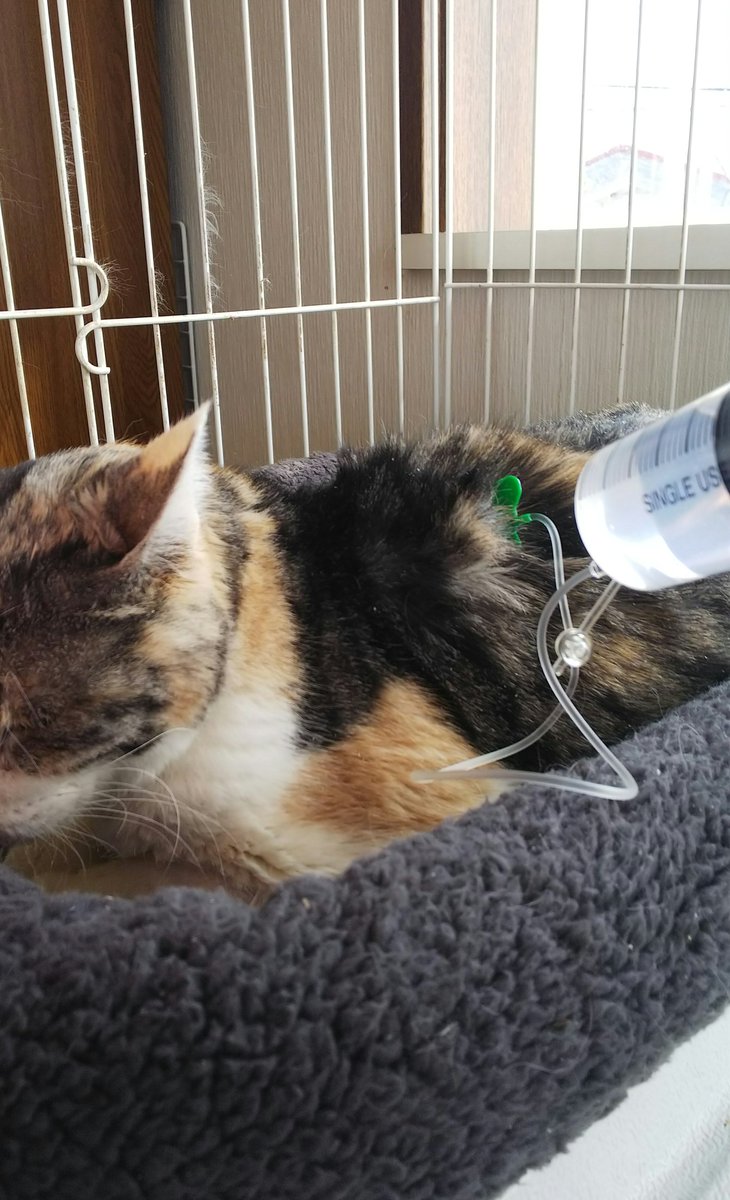 にゃぁMomページです♥️ あにゃ (@_12939) / Posts / X