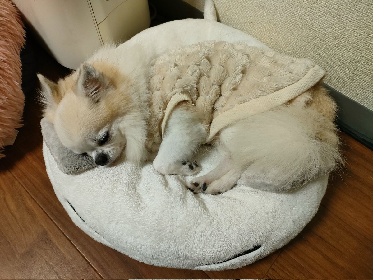 junjun_kana's tweet image. だいーぶ前にUFOキャッチャーでゲットしたぬいぐるみ？がお気に入りの寝床。