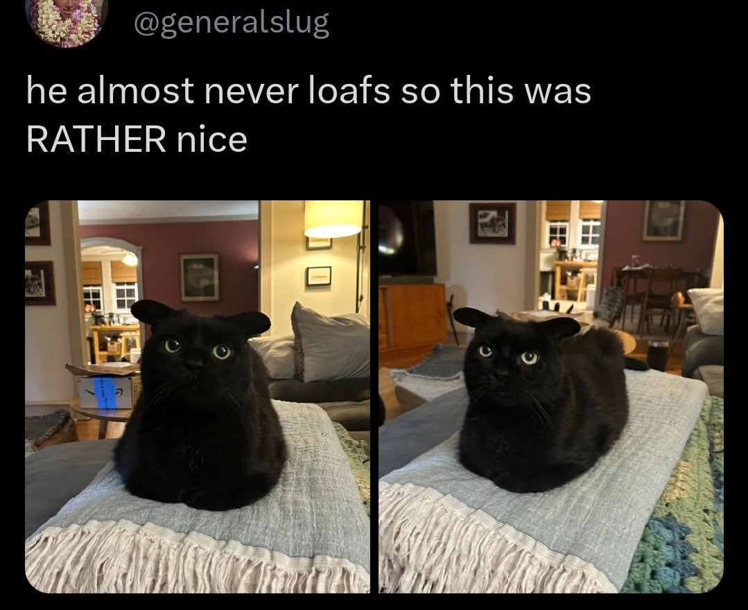 visualscat's tweet image. 