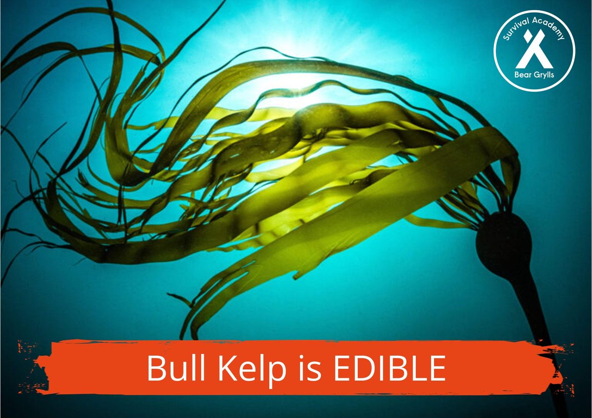 `Common along the Pacific coast of North America, from southern California to Alaska, Bull Kelp absolutely is EDIBLE! 

More than that it's nutritous and every single part of the plant is edible - although it is VERY salty!

#EdibleOrDeadible #WildFoods #ExtremeFood #SurvivalTips