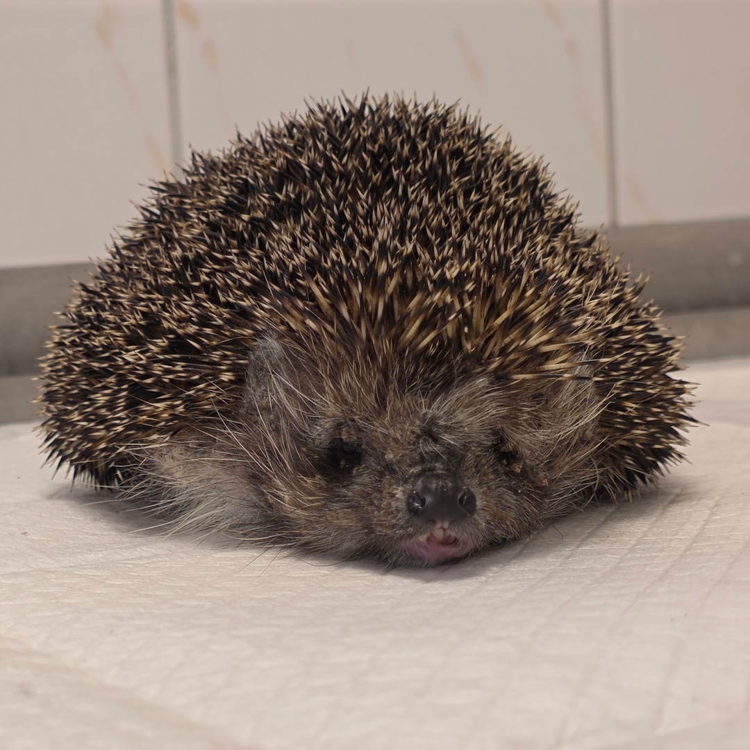 Fundacja PRIMUM tweet media