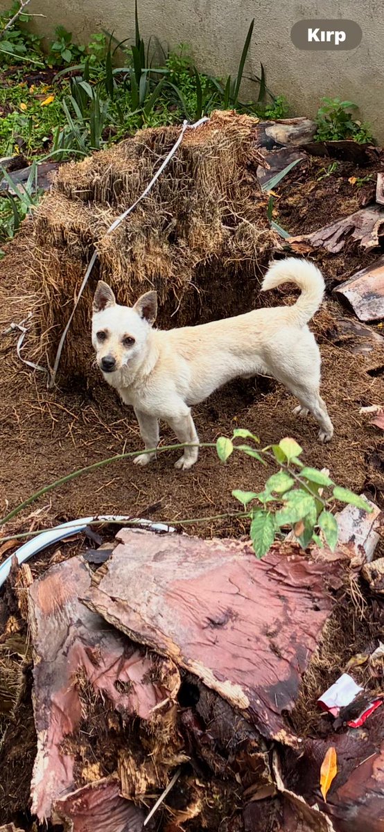 Fotoğraftaki ufaklık bir kaç gün önce Edremit Akçay'da annemin bahçesine gelmiş. Hava kötü olunca eve almış. Kaybı veya bilgisi olan var mıdır? Sahini bulamazsak sahiplenmek isteyen olur mu? Annem birkaç gün sonra İstanbul 'a dönecek, acil bir çözüm bulmamız gerek.