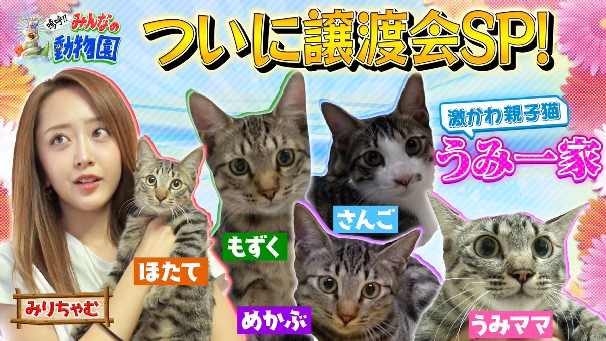 #嗚呼みんなの動物園 
11/22(土)放送回をTVer見逃し配信中👀✨️

元野良猫うみ一家、初めての譲渡会！

うみママたちの幸せを第一に考える
みりちゃむが下した決断とは…？

bit.ly/tver_x_organic…

ぜひご覧ください🐱🐾

#相葉雅紀