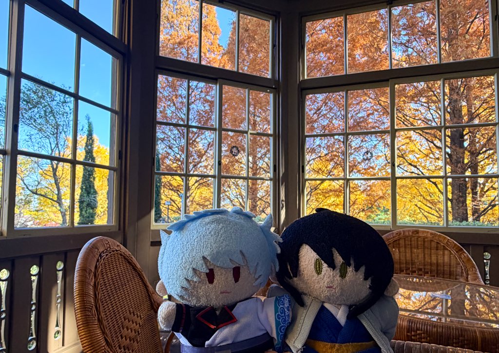 ヨコハマいい天気☀️ ぎんづらちゃん今日もかわいいね 🌹もイチョウも