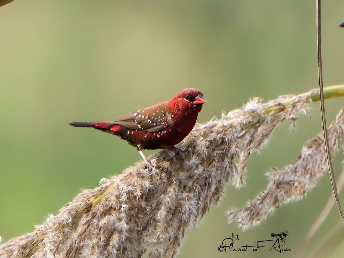 Vivek Raghuvanshi tweet media