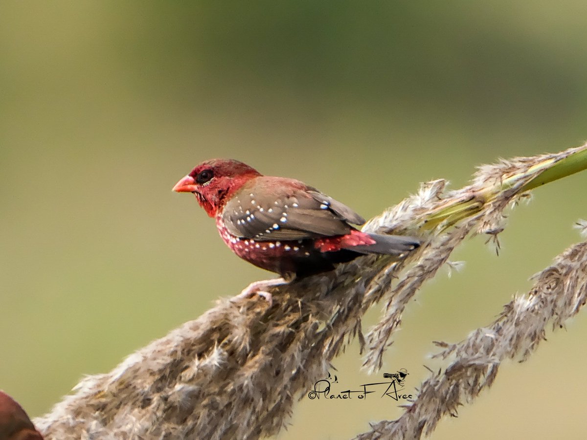 Vivek Raghuvanshi tweet media