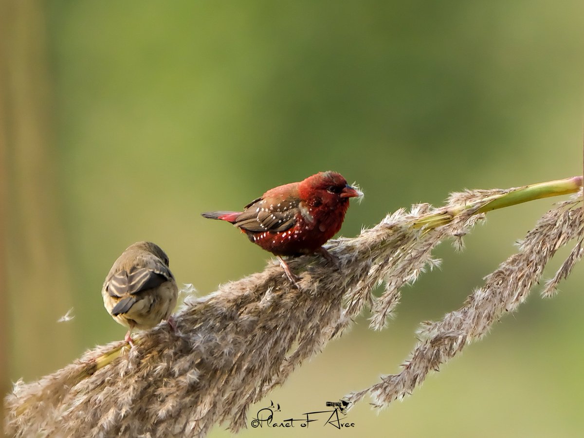 Vivek Raghuvanshi tweet media