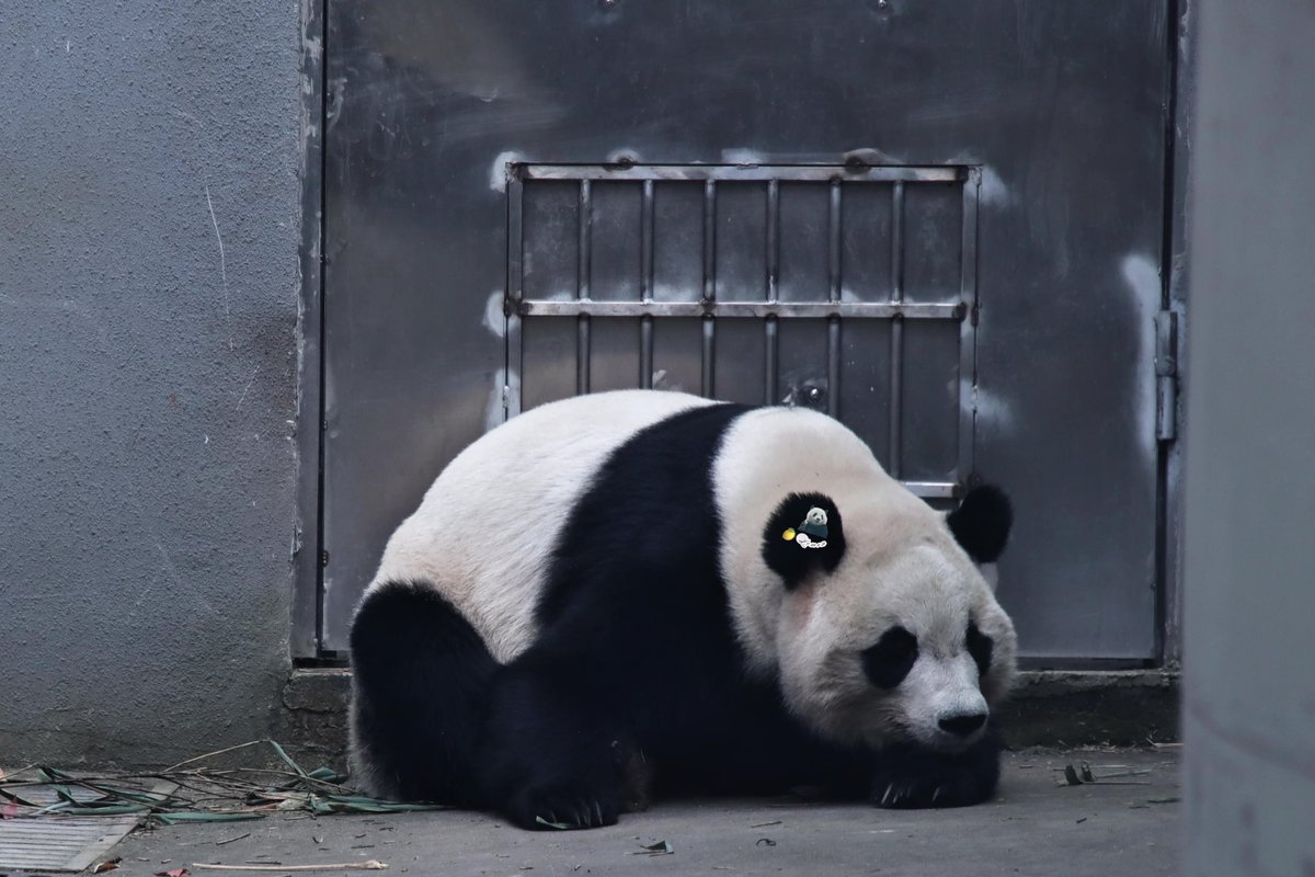 xia_lemon's tweet image. 🍁：私は今日も門を守る 門浜(もんはま) なのです🍁✨にゃんっとね！💖

📸：2025.11.30

#panda #giantpanda #枫浜 #楓浜 #fuhin #パンダ #cute