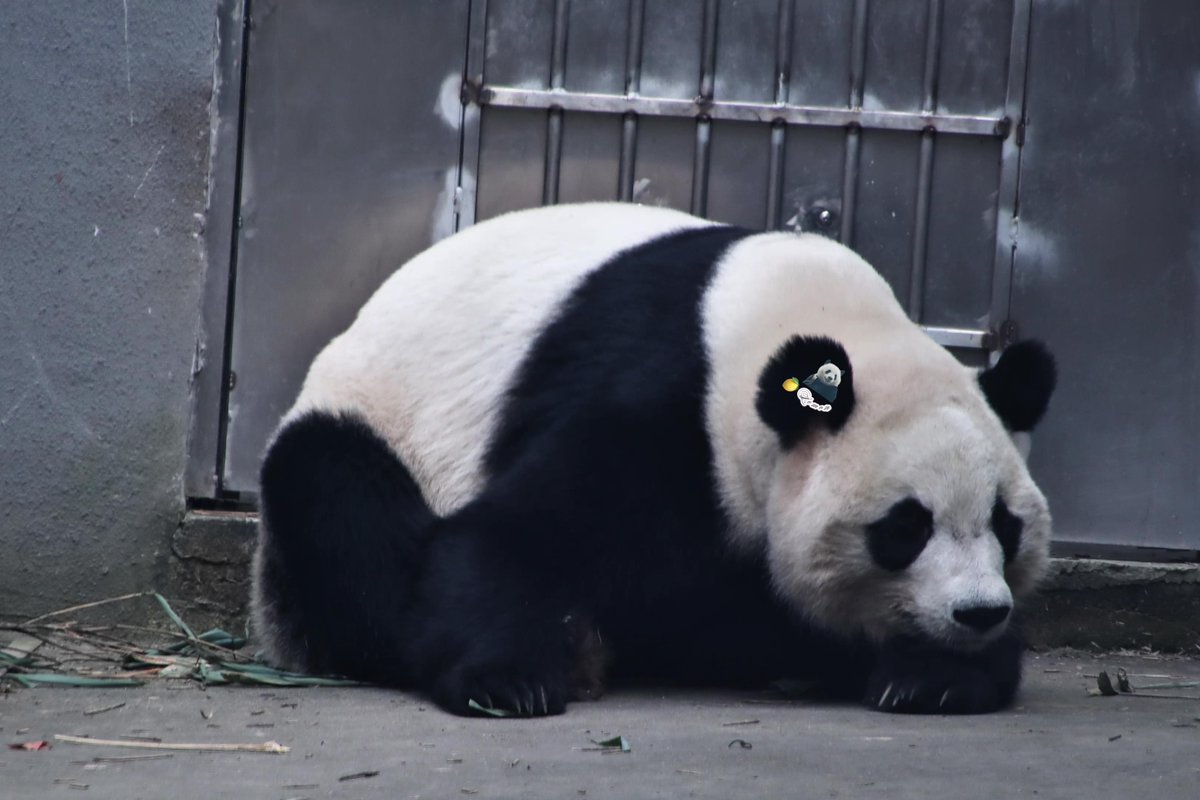 xia_lemon's tweet image. 🍁：私は今日も門を守る 門浜(もんはま) なのです🍁✨にゃんっとね！💖

📸：2025.11.30

#panda #giantpanda #枫浜 #楓浜 #fuhin #パンダ #cute