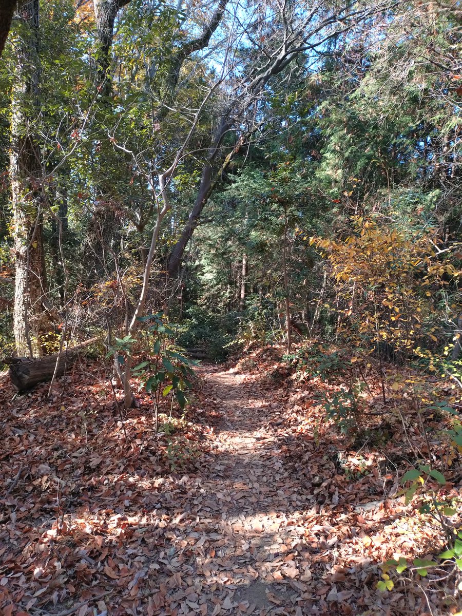 他省庁の同期と高尾山でトレイルランしてきた。
楽しい