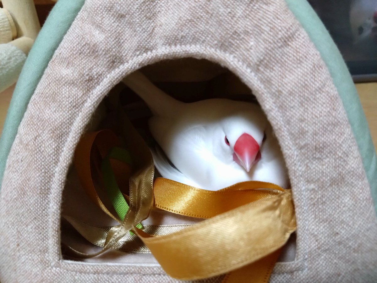 ぶんちょう 白文鳥まめ (@shirobunchomame) / Posts / X