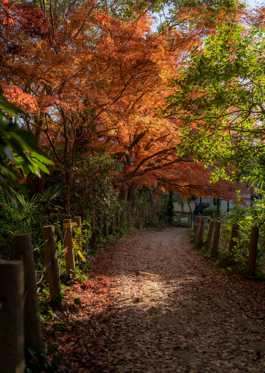 aochanmor's tweet photo. じゅんさい沼公園を一周するだけで秋を満喫できる時ほど市川市民で良かったと思う。

でも、税率高く市議会は無くしても良いくらいの有様なので、じゅんさい池の良さが全てがふっ飛ぶ。
市川市民になることはあまりオススメしないんだぜｗ https://t.co/d7rqFYDmPP