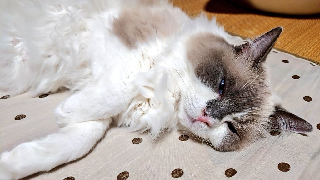 ruimaru20200410's tweet photo. 今日のるい丸😺11月30日（日）

すっかり寒くなりましたね。朝晩ストーブが欠かせません。
と言うことで、るーくんもここが定位置になりました。ストーブの前、サイコーらしいです。

#ラグドール
#猫のいる暮らし
#猫好きさんと繋がりたい https://t.co/bddWxAkfha
