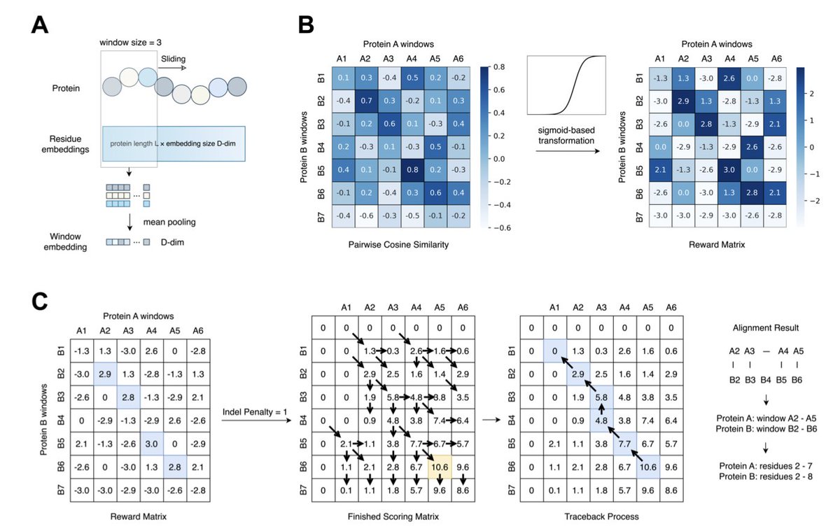 Inferring Local Protein Structural Similarity from Sequence Alone  

1. A groundbreaking study by researchers at UC San Diego demonstrates that protein language models (pLMs) can detect local structural similarities in proteins using only sequence data. This approach bypasses the