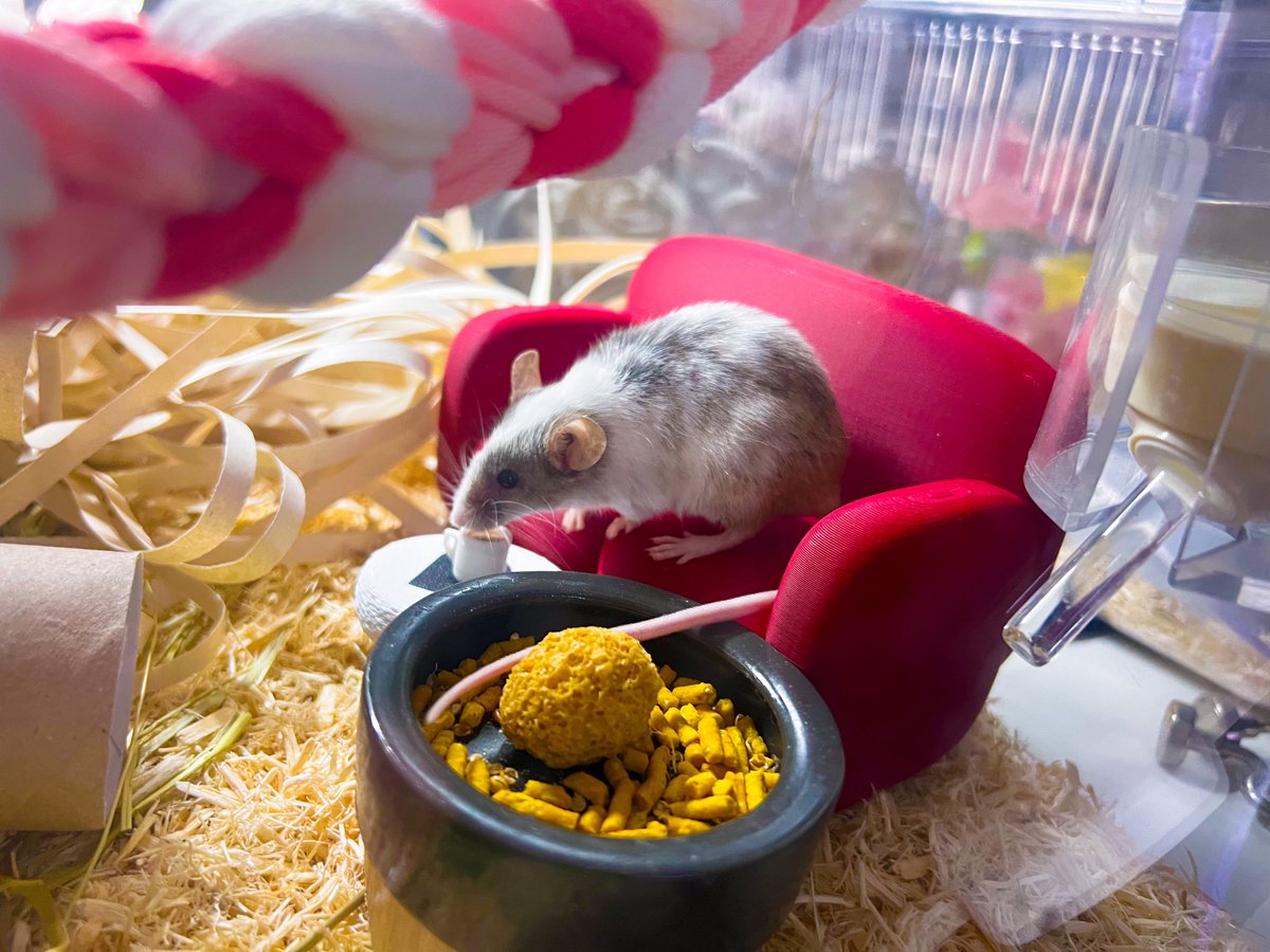 곱게 앉아서 커피마시는 쥐 귀하다