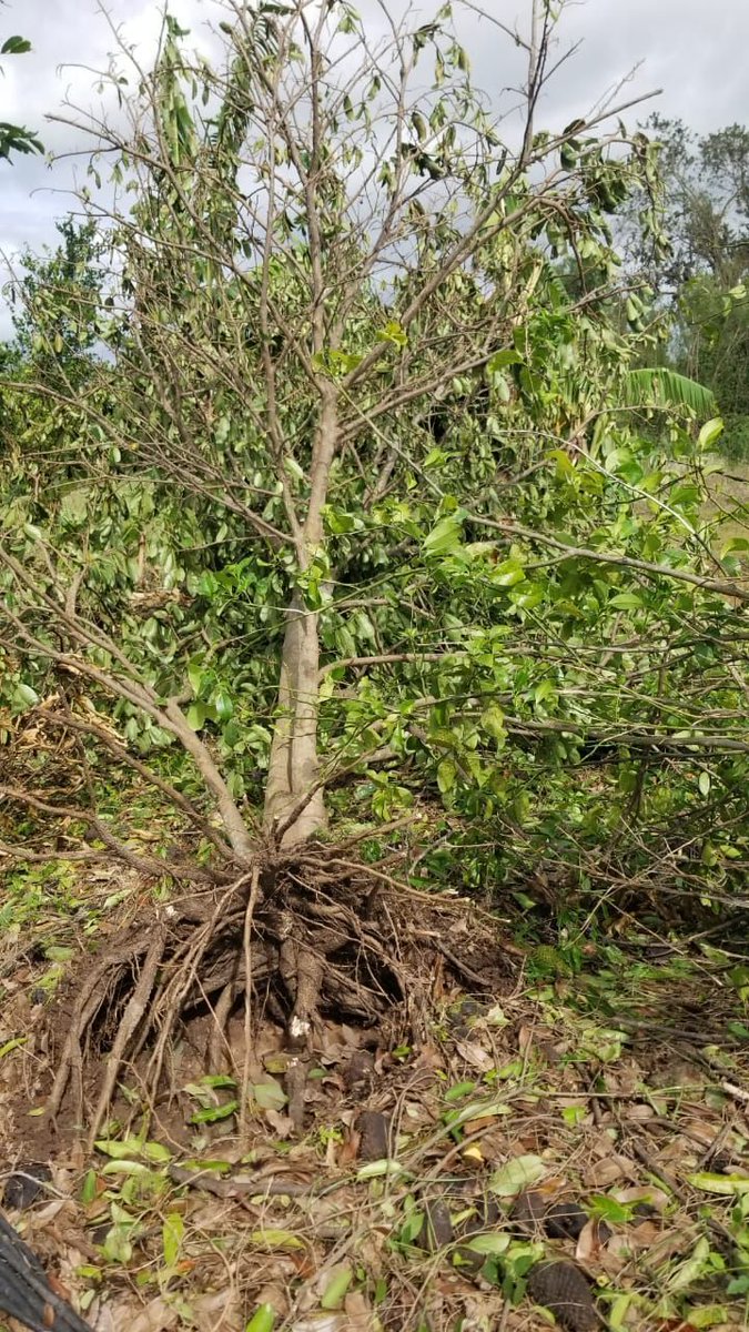 Trees That Feed tweet media