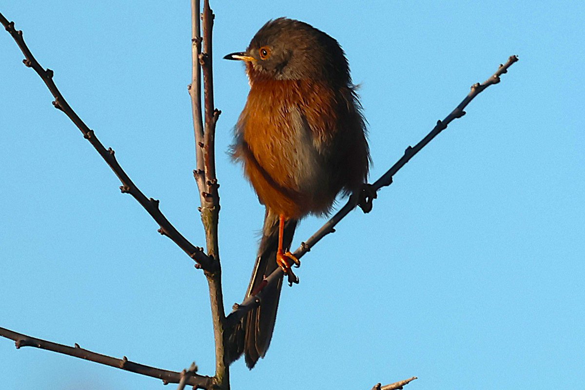 It’s been a tough few weeks but, finally I got out to see the Dartford Warbler at Tewin this morning <a href="/Hertsbirds/">Herts Bird News</a> . A bit of patience required before it showed well with the Stonechats and Wrens.