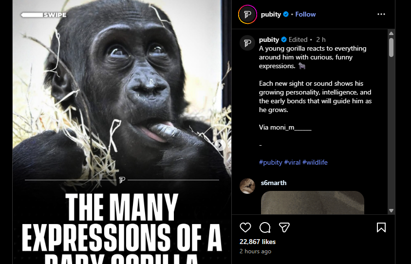 QuantaDev14's tweet photo. This Young Gorilla is going viral for the funny faces he pulls.

Over 23k likes in only 2hrs on this post.
https://t.co/mcjo8fR28s

Link to proof of the name:
https://t.co/a6VJeNnArt https://t.co/oJI0EHRPCs