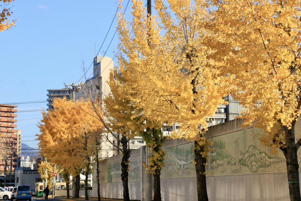 C57001's tweet photo. 撮影頻度が激減💦
…と言うことで去り行く秋🍂を、ちょっと街へと出掛けました📸
天気も申し分のない晴れで撮影日和☀️
銀杏の色付きも見事でした🍁
街中だけあって車も多く、自分の構図での撮影は、中々難しく…ただそこが広電撮影の面白さであり…で短い時間でしたが、楽しめました‼️
#EOS7Dmark2 https://t.co/Fi6OACJRGs