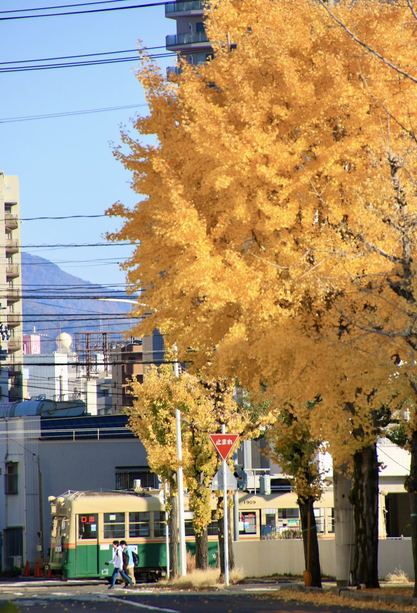 C57001's tweet photo. 撮影頻度が激減💦
…と言うことで去り行く秋🍂を、ちょっと街へと出掛けました📸
天気も申し分のない晴れで撮影日和☀️
銀杏の色付きも見事でした🍁
街中だけあって車も多く、自分の構図での撮影は、中々難しく…ただそこが広電撮影の面白さであり…で短い時間でしたが、楽しめました‼️
#EOS7Dmark2 https://t.co/Fi6OACJRGs