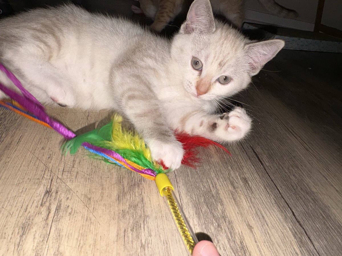 onionloving tweet media