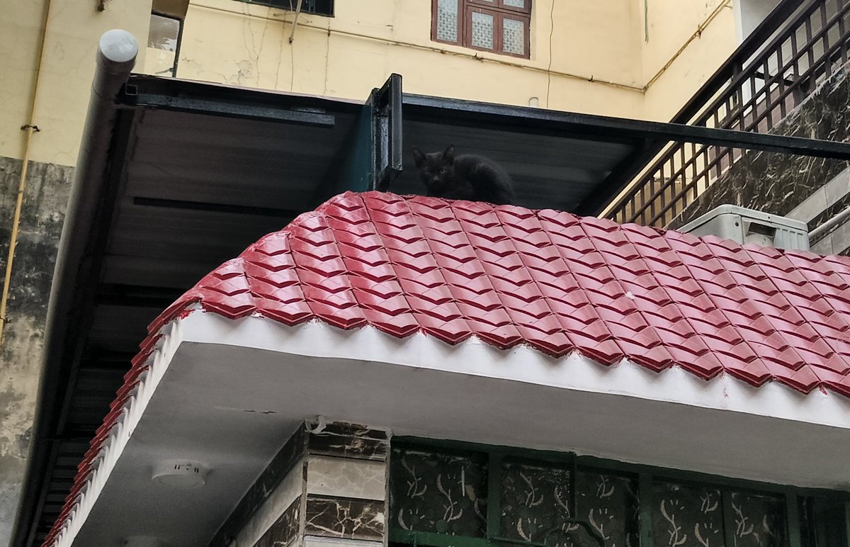 So, colony is flooding over with these things, and that got me thinking. Turns out : they have do in fact have seasons 😭