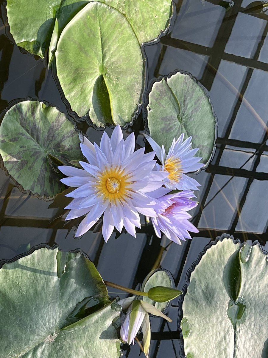 水蓮がたくさんあります 水に浮いてるのが水蓮、普通の蓮とは異なるの