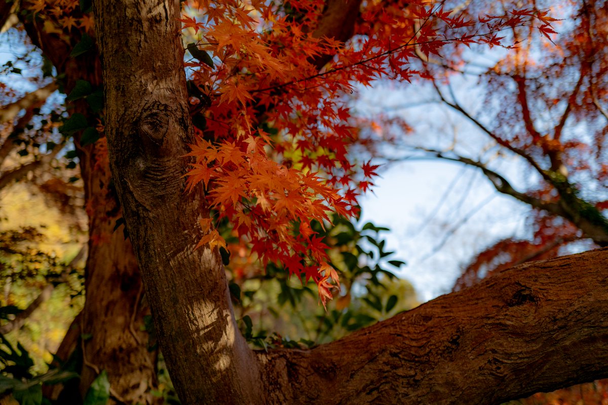 aochanmor's tweet photo. じゅんさい沼公園を一周するだけで秋を満喫できる時ほど市川市民で良かったと思う。

でも、税率高く市議会は無くしても良いくらいの有様なので、じゅんさい池の良さが全てがふっ飛ぶ。
市川市民になることはあまりオススメしないんだぜｗ https://t.co/d7rqFYDmPP