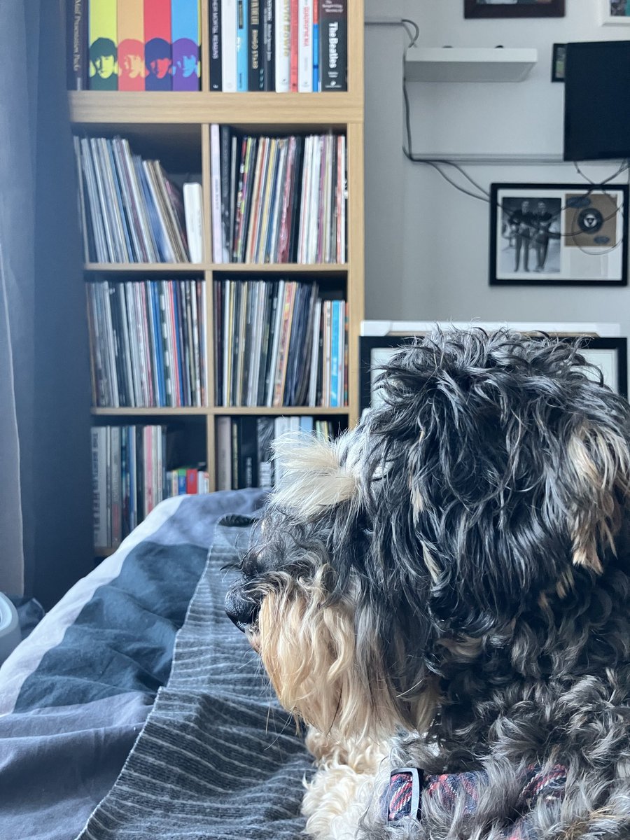 TimCourtnell's tweet photo. @rickygervais Hi Ricky, hope all is well. I love what you've done for the past 25 yrs. I get and agree with everything you say from politics to Religion but especially animals. This is Oscar and the day he leaves us I will cry for 100 years, but I don't want to live that long. https://t.co/GRe5La37cu