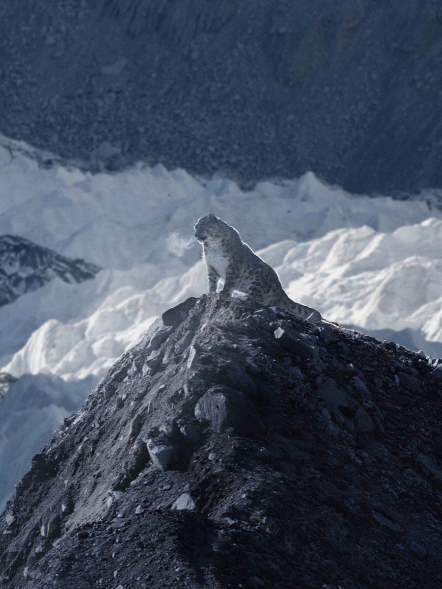 corgil's tweet image. Gm